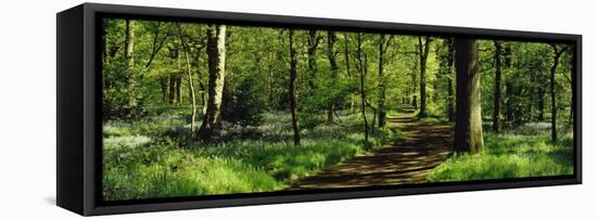 Bluebell Wood Yorkshire England-null-Framed Stretched Canvas