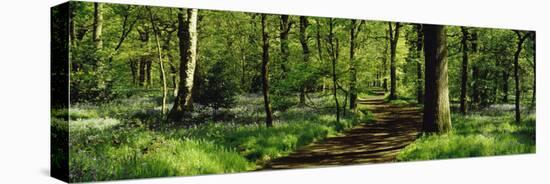 Bluebell Wood Yorkshire England-null-Stretched Canvas