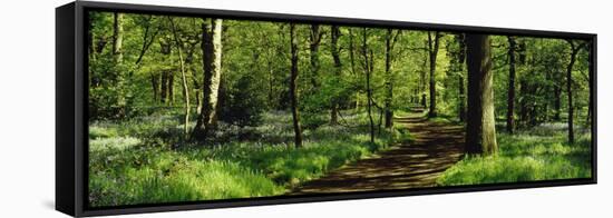 Bluebell Wood Yorkshire England-null-Framed Stretched Canvas