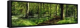 Bluebell Wood Yorkshire England-null-Framed Stretched Canvas