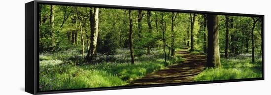 Bluebell Wood Yorkshire England-null-Framed Stretched Canvas