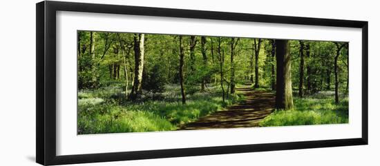 Bluebell Wood Yorkshire England-null-Framed Premium Photographic Print