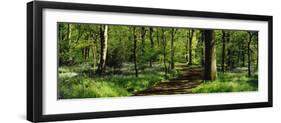 Bluebell Wood Yorkshire England-null-Framed Premium Photographic Print