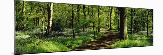 Bluebell Wood Yorkshire England-null-Mounted Premium Photographic Print