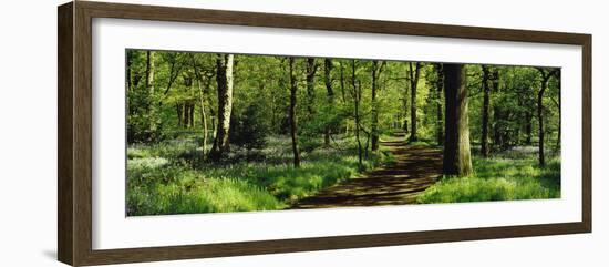 Bluebell Wood Yorkshire England-null-Framed Photographic Print