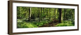 Bluebell Wood Yorkshire England-null-Framed Photographic Print