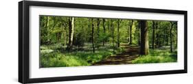 Bluebell Wood Yorkshire England-null-Framed Photographic Print