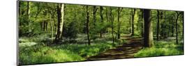 Bluebell Wood Yorkshire England-null-Mounted Photographic Print