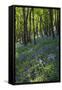 Bluebell Wood-Dr. Keith Wheeler-Framed Stretched Canvas