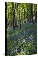 Bluebell Wood-Dr. Keith Wheeler-Stretched Canvas