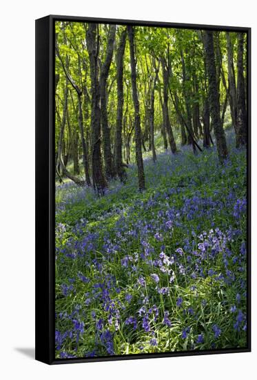 Bluebell Wood-Dr. Keith Wheeler-Framed Stretched Canvas