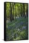 Bluebell Wood-Dr. Keith Wheeler-Framed Stretched Canvas