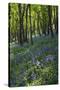 Bluebell Wood-Dr. Keith Wheeler-Stretched Canvas