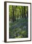 Bluebell Wood-Dr. Keith Wheeler-Framed Premium Photographic Print