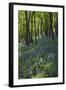 Bluebell Wood-Dr. Keith Wheeler-Framed Premium Photographic Print