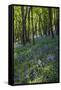 Bluebell Wood-Dr. Keith Wheeler-Framed Stretched Canvas