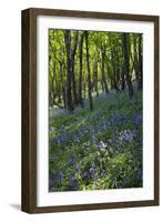 Bluebell Wood-Dr. Keith Wheeler-Framed Photographic Print