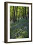 Bluebell Wood-Dr. Keith Wheeler-Framed Photographic Print