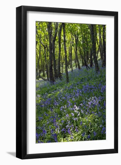 Bluebell Wood-Dr. Keith Wheeler-Framed Photographic Print