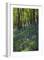 Bluebell Wood-Dr. Keith Wheeler-Framed Photographic Print