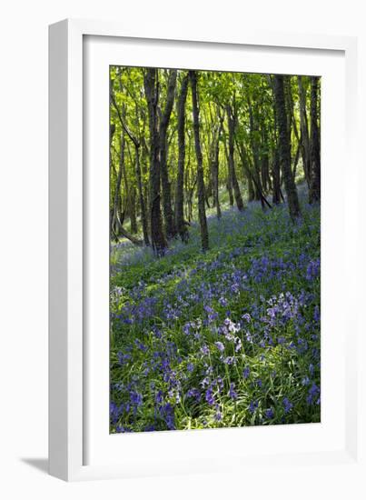 Bluebell Wood-Dr. Keith Wheeler-Framed Photographic Print