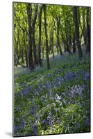 Bluebell Wood-Dr. Keith Wheeler-Mounted Photographic Print