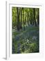 Bluebell Wood-Dr. Keith Wheeler-Framed Photographic Print