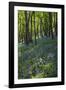 Bluebell Wood-Dr. Keith Wheeler-Framed Photographic Print