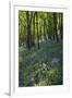 Bluebell Wood-Dr. Keith Wheeler-Framed Photographic Print