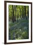 Bluebell Wood-Dr. Keith Wheeler-Framed Photographic Print