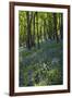 Bluebell Wood-Dr. Keith Wheeler-Framed Photographic Print