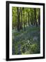 Bluebell Wood-Dr. Keith Wheeler-Framed Photographic Print