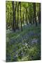 Bluebell Wood-Dr. Keith Wheeler-Mounted Photographic Print