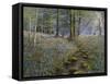 Bluebell Wood-Bill Makinson-Framed Stretched Canvas