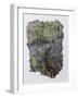 Bluebell Wood-Kirstie Adamson-Framed Giclee Print