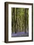 Bluebell  woods, Micheldever, Hampshire, UK-Adrian Davies-Framed Photographic Print