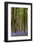 Bluebell  woods, Micheldever, Hampshire, UK-Adrian Davies-Framed Photographic Print