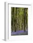 Bluebell  woods, Micheldever, Hampshire, UK-Adrian Davies-Framed Photographic Print