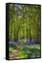 Bluebell woods, Surrey, England, UK-Jon Arnold-Framed Stretched Canvas