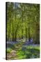 Bluebell woods, Surrey, England, UK-Jon Arnold-Stretched Canvas