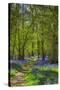 Bluebell woods, Surrey, England, UK-Jon Arnold-Stretched Canvas