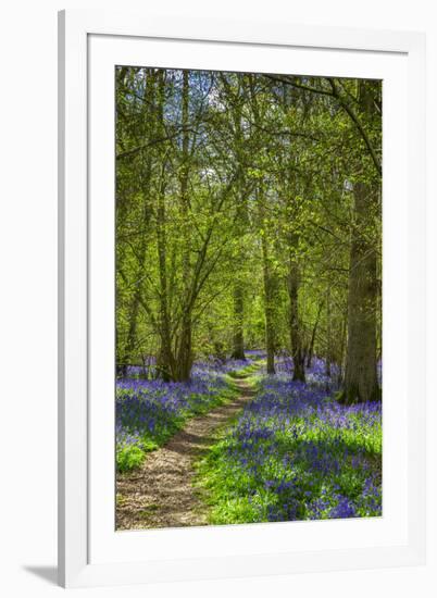 Bluebell woods, Surrey, England, UK-Jon Arnold-Framed Photographic Print