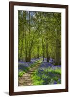 Bluebell woods, Surrey, England, UK-Jon Arnold-Framed Photographic Print