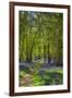 Bluebell woods, Surrey, England, UK-Jon Arnold-Framed Photographic Print