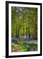 Bluebell woods, Surrey, England, UK-Jon Arnold-Framed Photographic Print