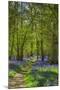 Bluebell woods, Surrey, England, UK-Jon Arnold-Mounted Photographic Print