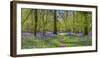 Bluebell woods, Surrey, England, UK-Jon Arnold-Framed Photographic Print