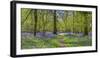 Bluebell woods, Surrey, England, UK-Jon Arnold-Framed Photographic Print