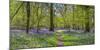 Bluebell woods, Surrey, England, UK-Jon Arnold-Mounted Photographic Print