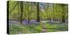 Bluebell woods, Surrey, England, UK-Jon Arnold-Stretched Canvas